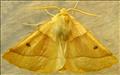 1921 (70.241) Scalloped Oak